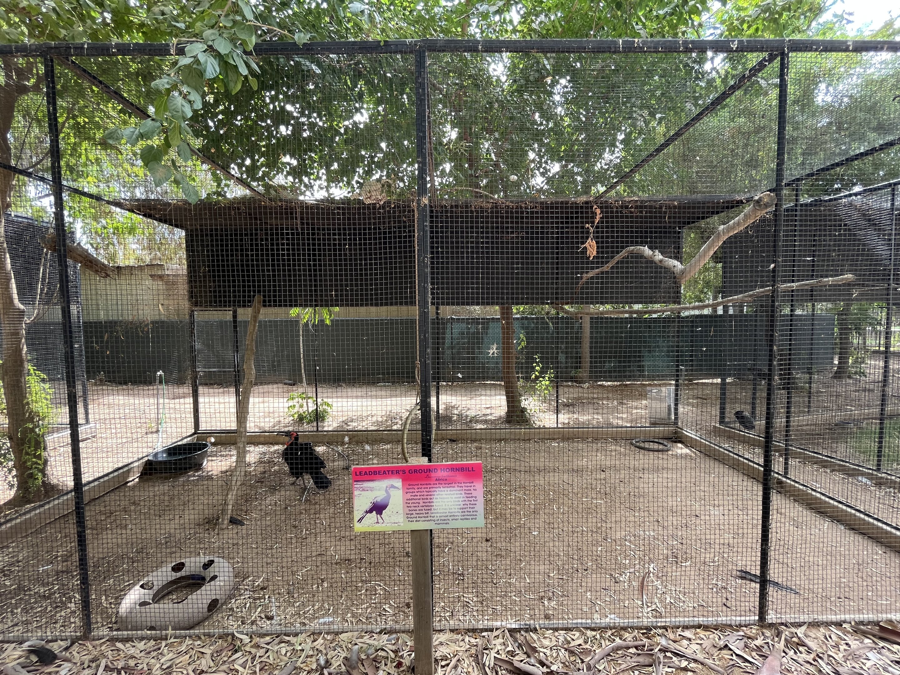 Southern Ground Hornbill Aviary