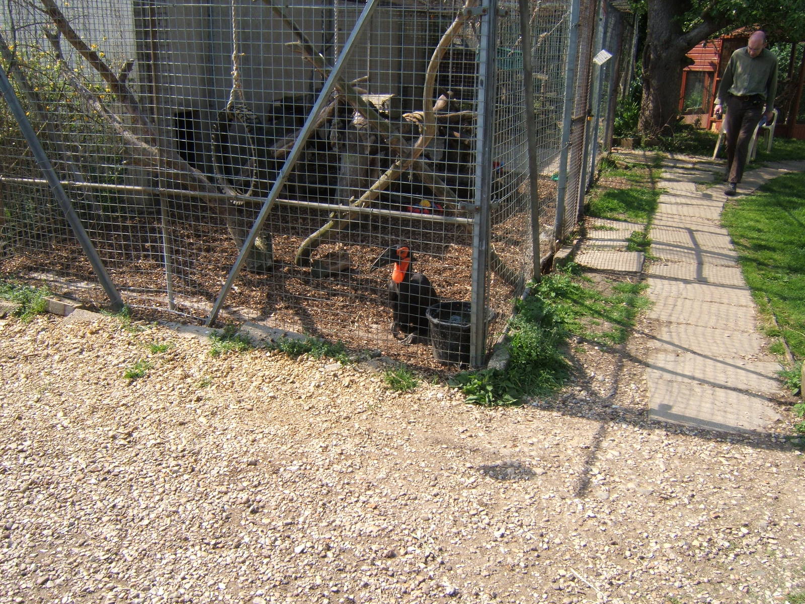 Southern Ground Hornbill Aviary