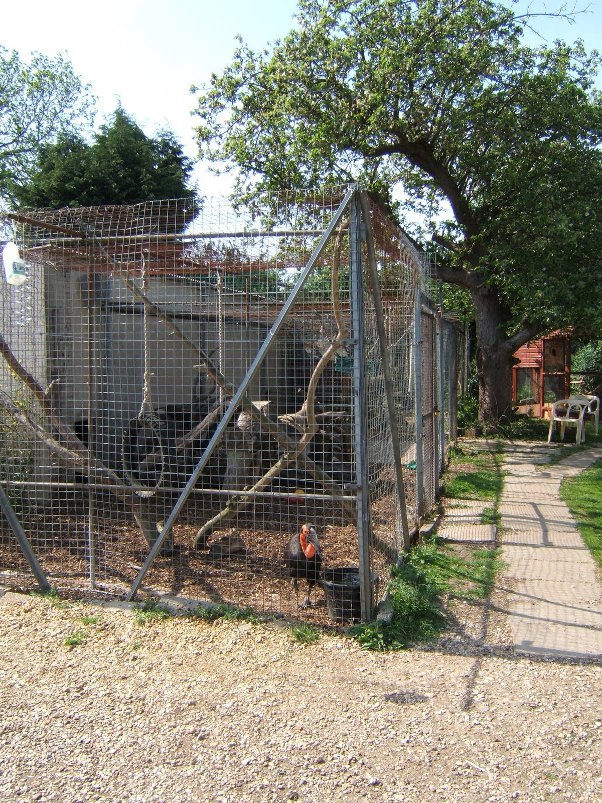 Southern Ground Hornbill Aviary