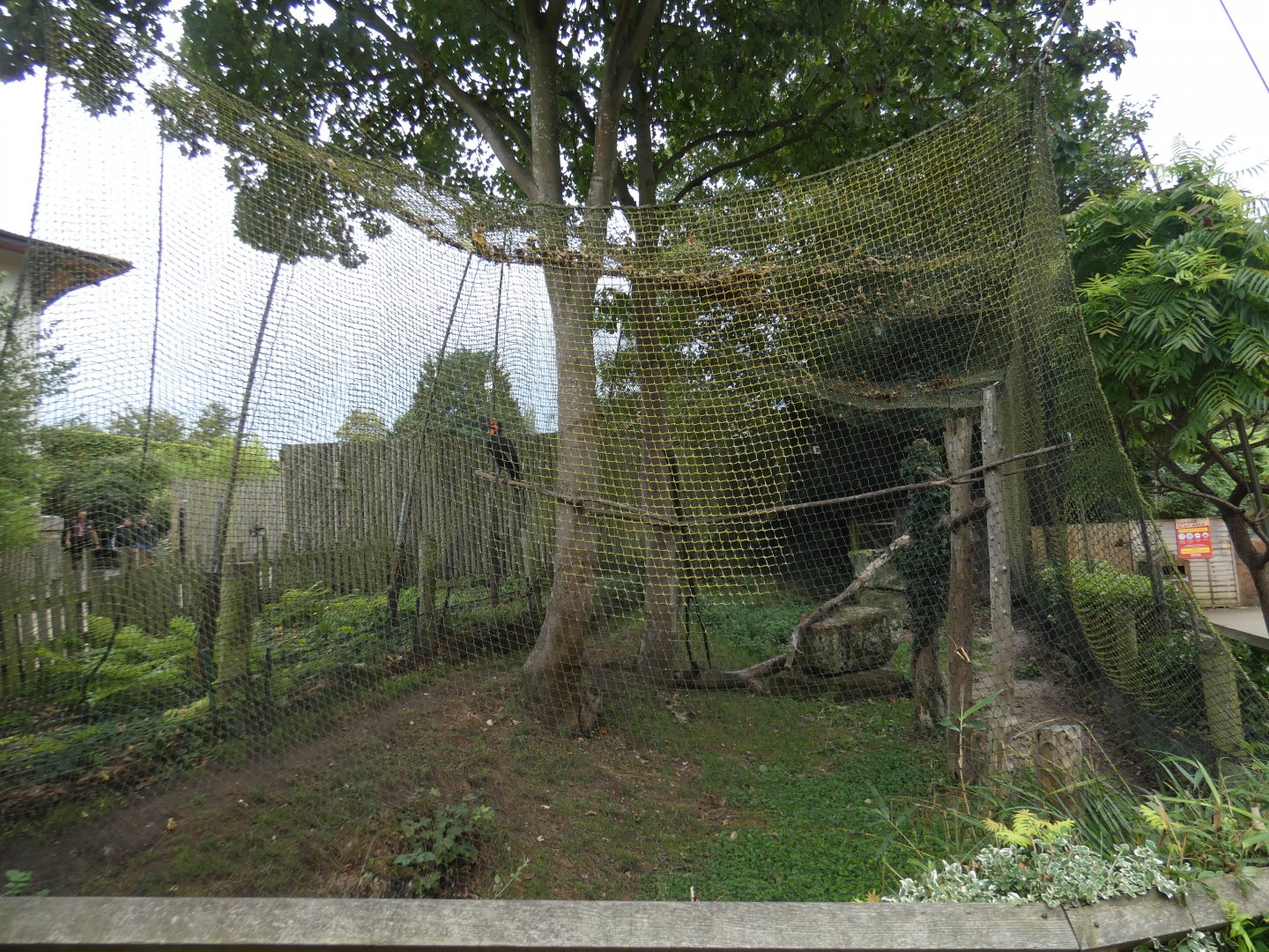Southern ground hornbill aviary