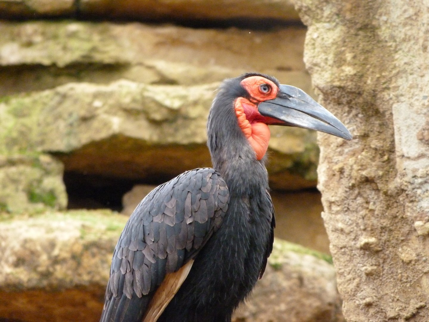 Southern ground hornbill -Bioparc de Doué la Fontaine (2025)