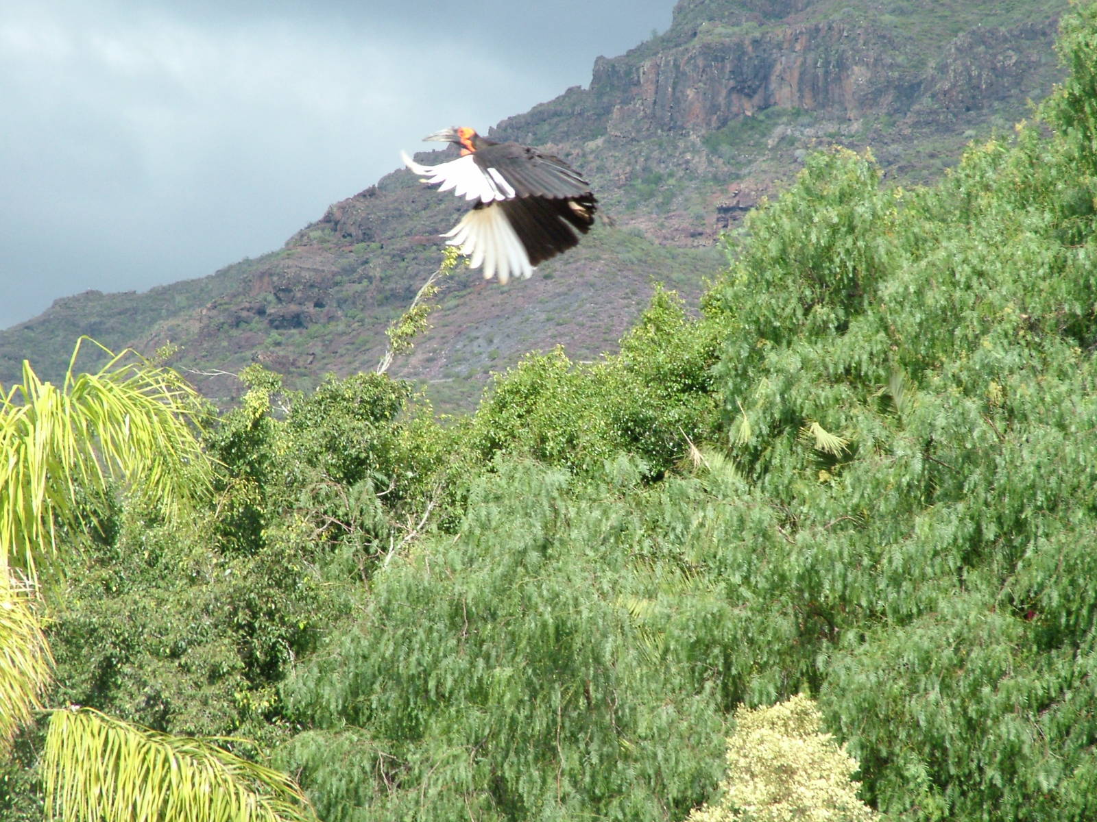 Southern Ground Hornbill: Bird Show at Jungle Park (Las Aguilas), 13/11/10