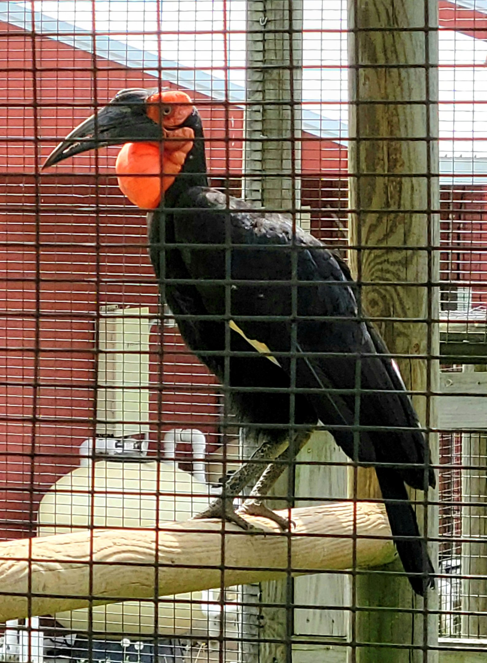 Southern Ground Hornbill-Bright's Zoo-April 2025