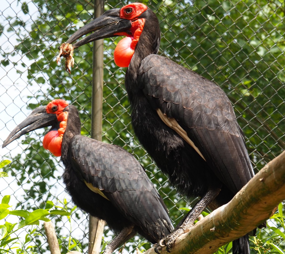 Southern ground hornbill (Bucorvus leadbeateri), 2019-05-25