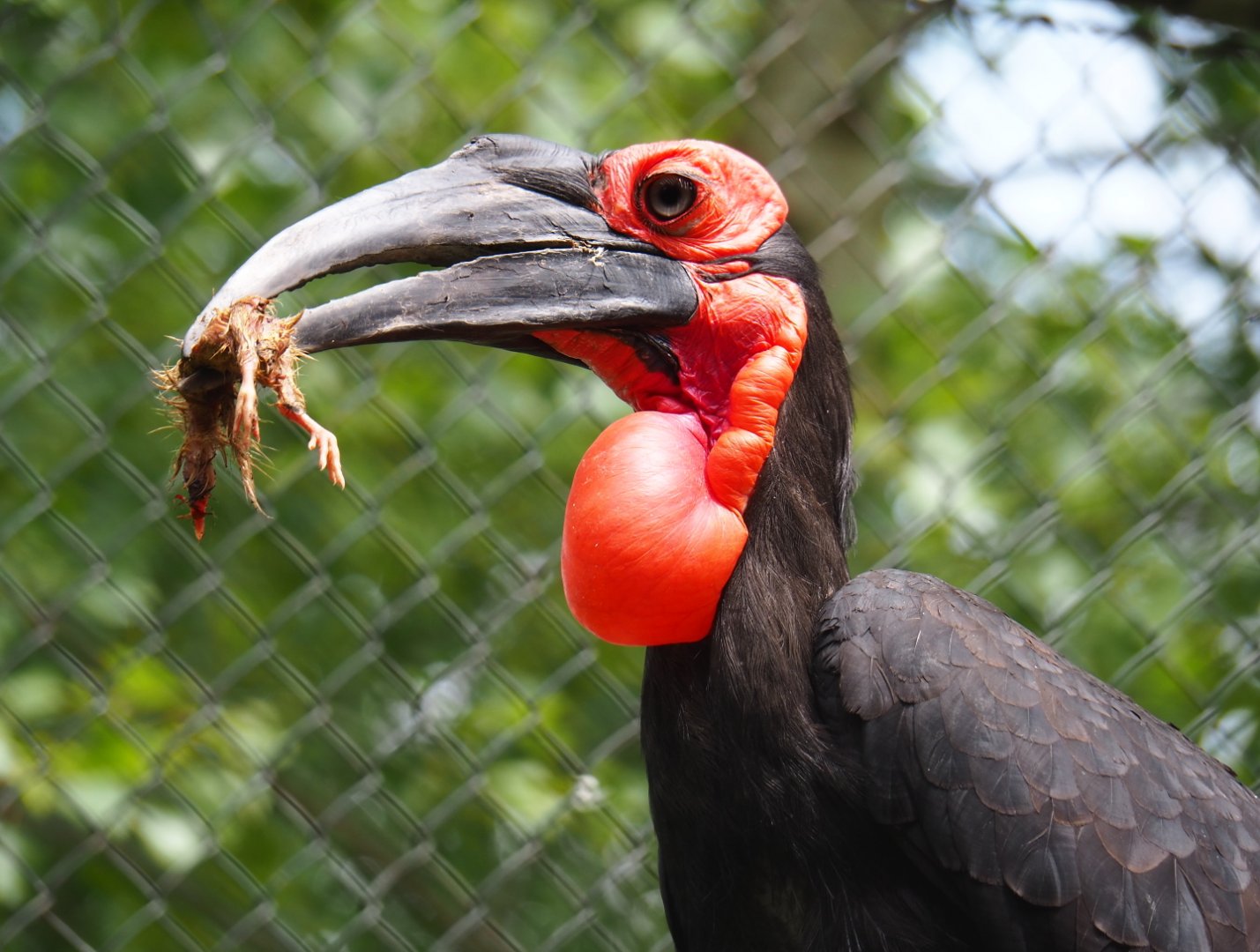 Southern ground hornbill (Bucorvus leadbeateri), 2019-05-25