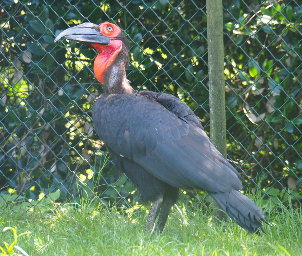 Southern ground hornbill (Bucorvus leadbeateri), 2019-08-04