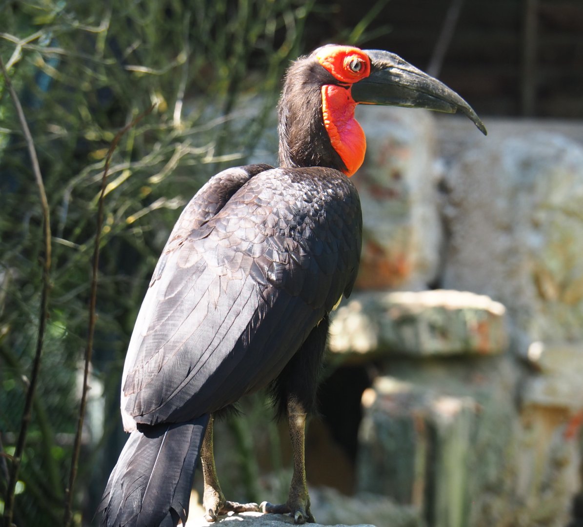 Southern ground hornbill (Bucorvus leadbeateri), 2020-06-20