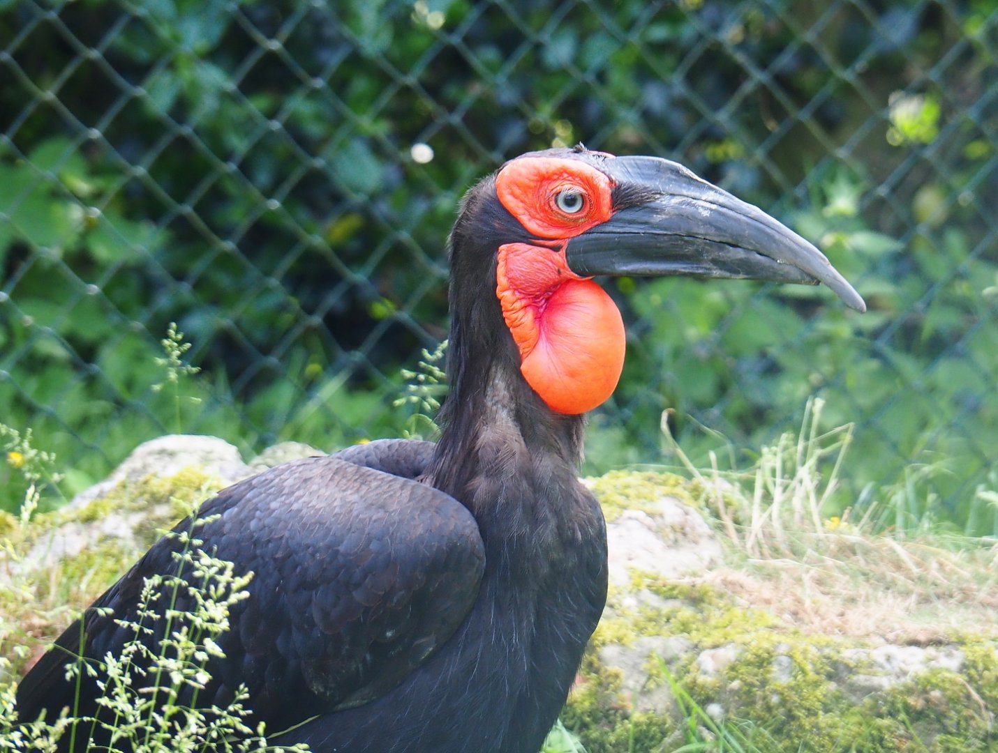 Southern ground hornbill (Bucorvus leadbeateri), 2021-06-15