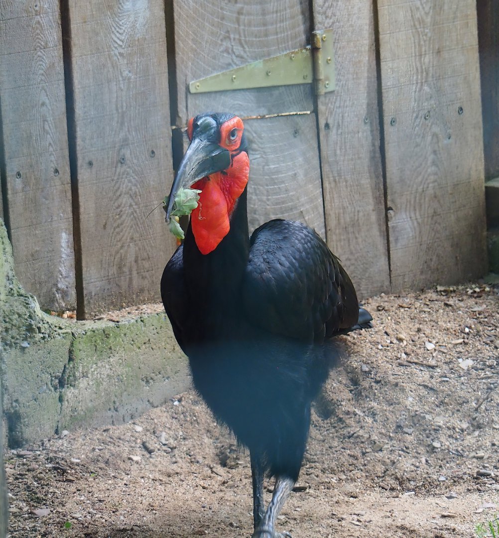Southern ground hornbill (Bucorvus leadbeateri), 2023-06-24