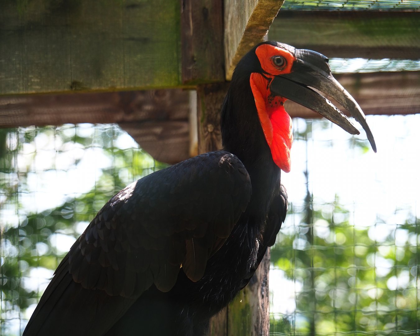 Southern ground hornbill (Bucorvus leadbeateri), 2023-06-24