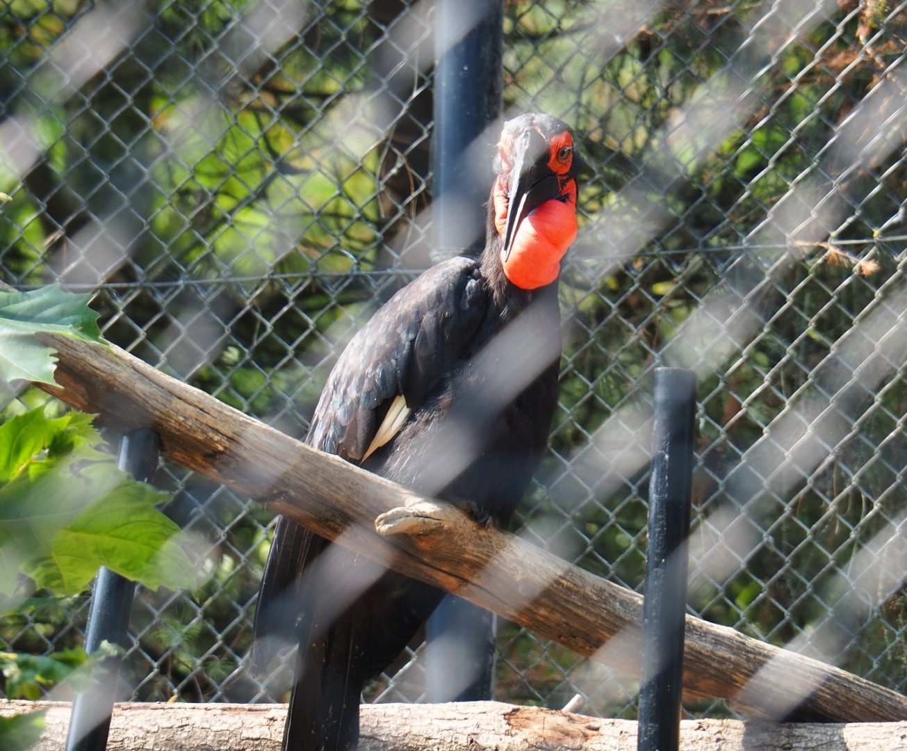 Southern ground hornbill (Bucorvus leadbeateri), Aug 28th, 2018