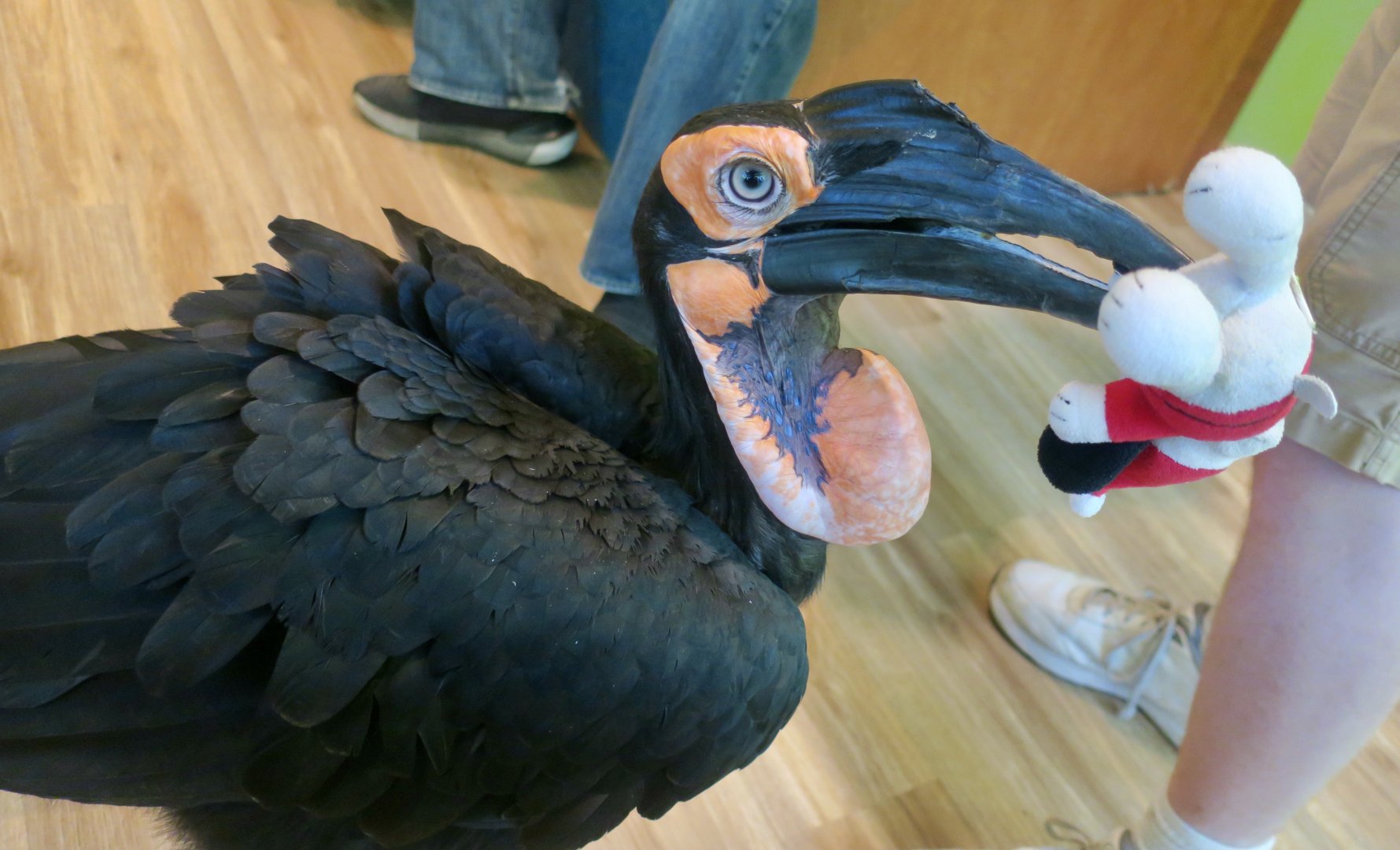 Southern Ground Hornbill (Bucorvus leadbeateri) - "Gaston"