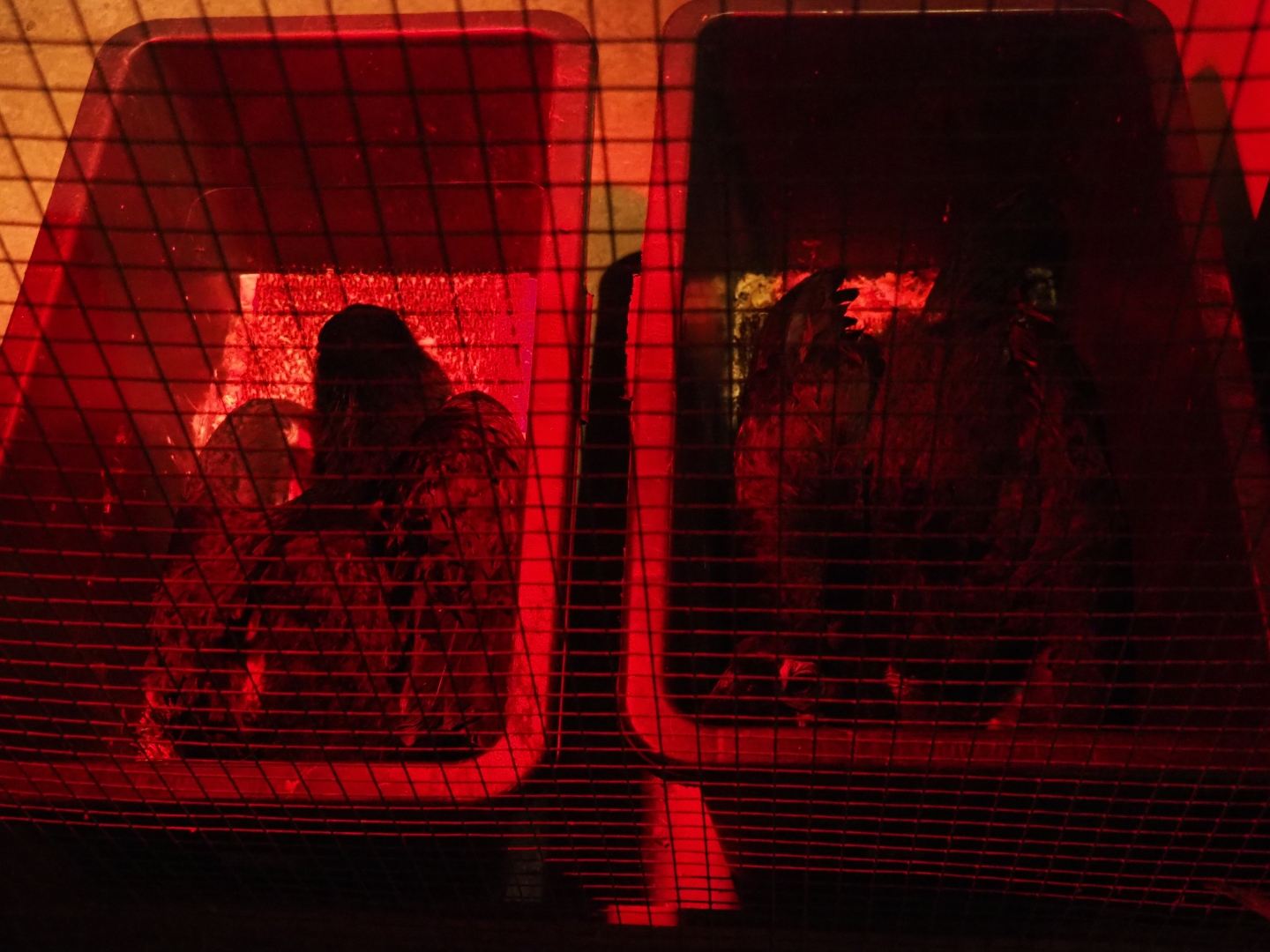 Southern ground hornbill (Bucorvus leadbeateri) juveniles in tubs (Aug 28th, 2018)