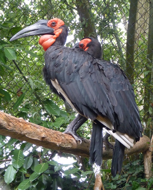 Southern ground hornbill (Bucorvus leadbeateri) pair
