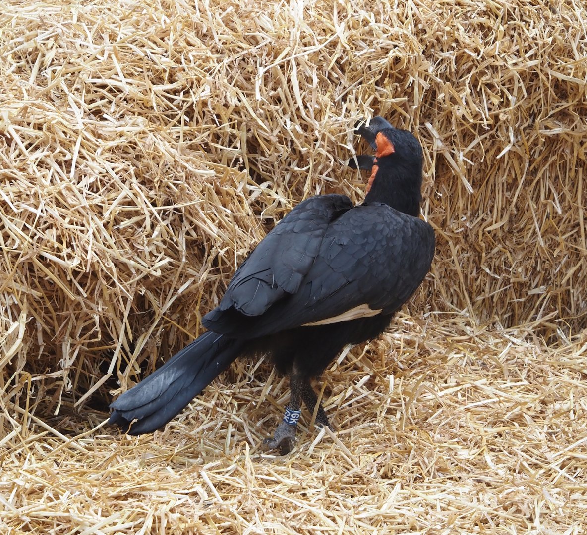 Southern ground hornbill (Bucorvus leadbeateri), searching in straw, 2024-06-08