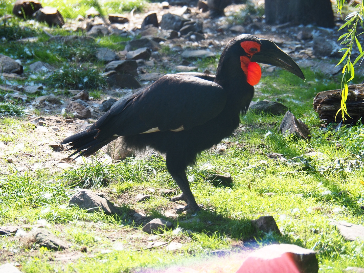 Southern ground hornbill (Bucorvus leadbeateri), Sep 2nd, 2018