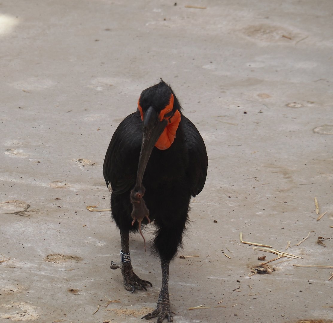 Southern ground hornbill (Bucorvus leadbeateri) with a mouse, 2024-06-08
