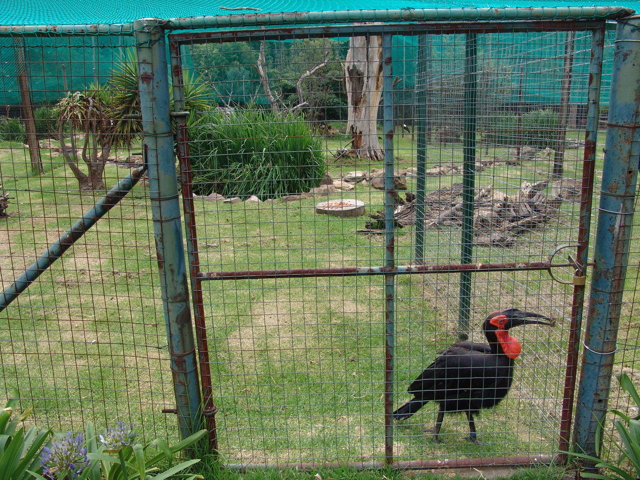 Southern Ground Hornbill (Bucorvus leadbeateri)