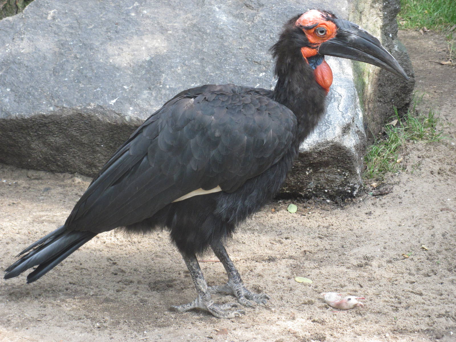 Southern ground hornbill (Bucorvus leadbeateri)
