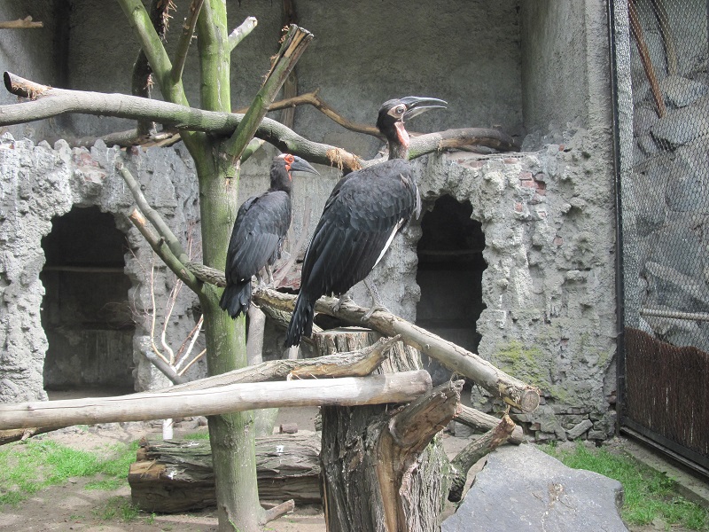 Southern ground hornbill (Bucorvus leadbeateri)