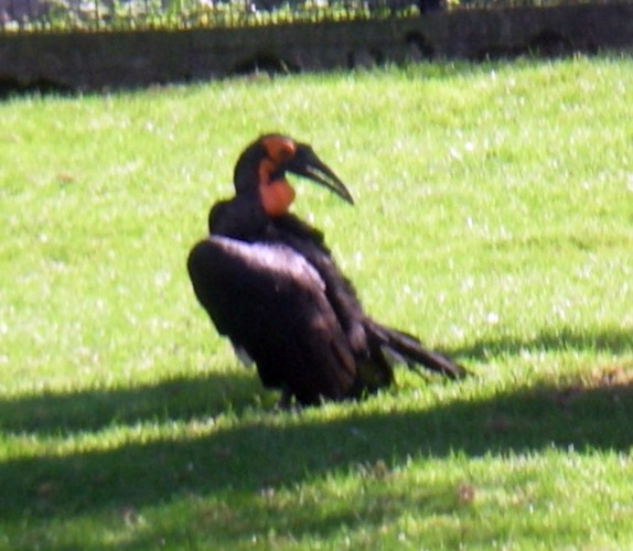 Southern Ground Hornbill (Bucorvus leadbeateri)