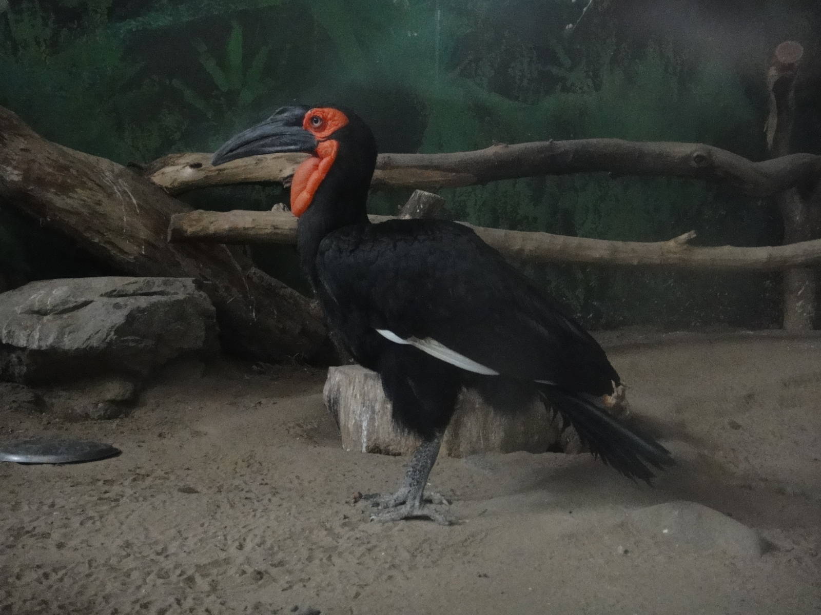 Southern Ground Hornbill (Bucorvus leadbeateri)