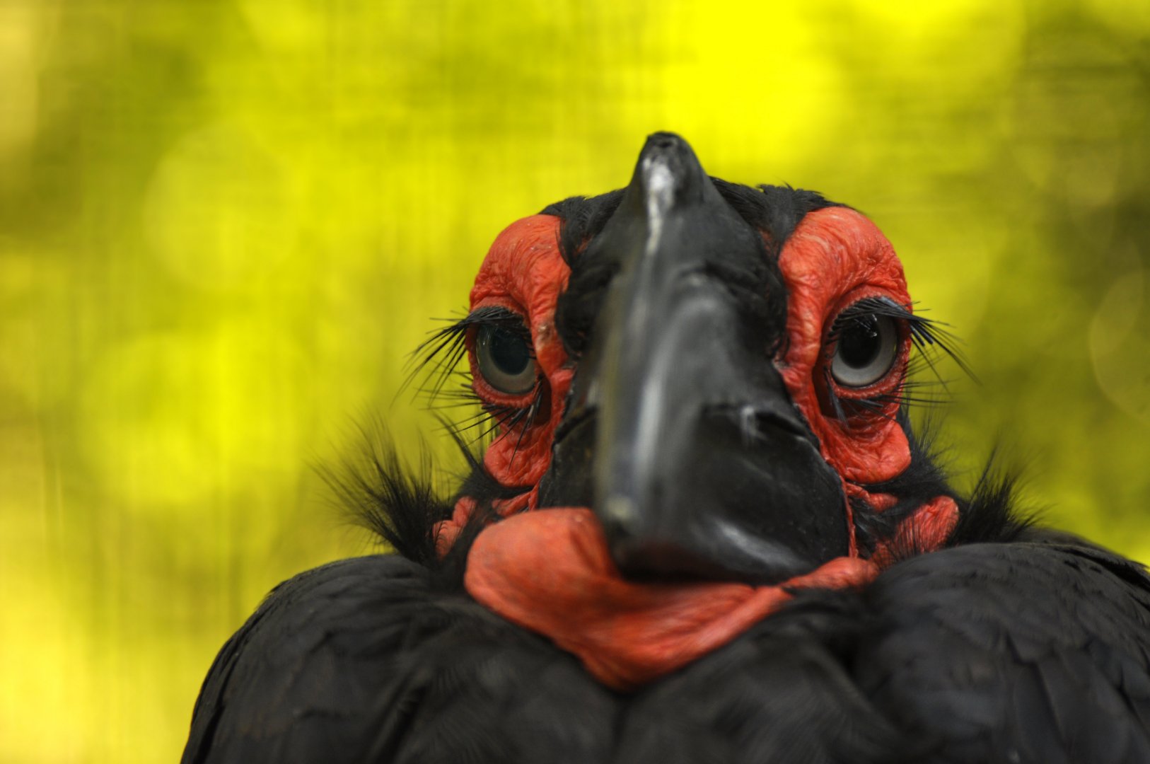 Southern ground hornbill (Bucorvus leadbeateri)