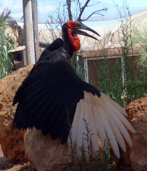 Southern ground hornbill (Bucorvus leadbeateri)