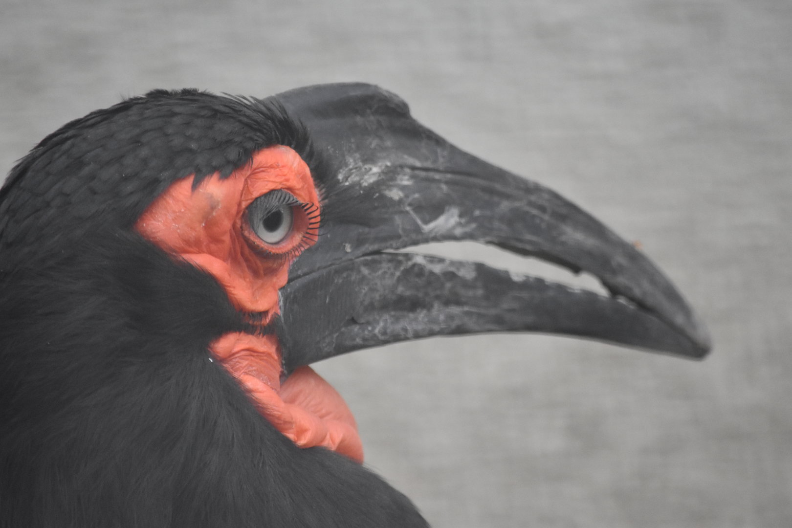 southern ground hornbill (Bucorvus leadbeateri）