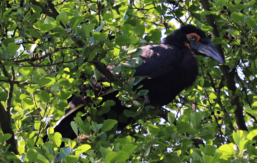Southern ground hornbill (Bucorvus leadbeateri)