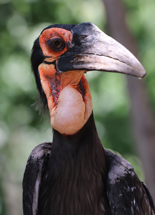 Southern ground hornbill (Bucorvus leadbeateri)