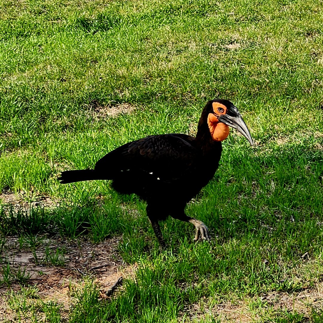 Southern Ground-Hornbill (Bucorvus leadbeateri)
