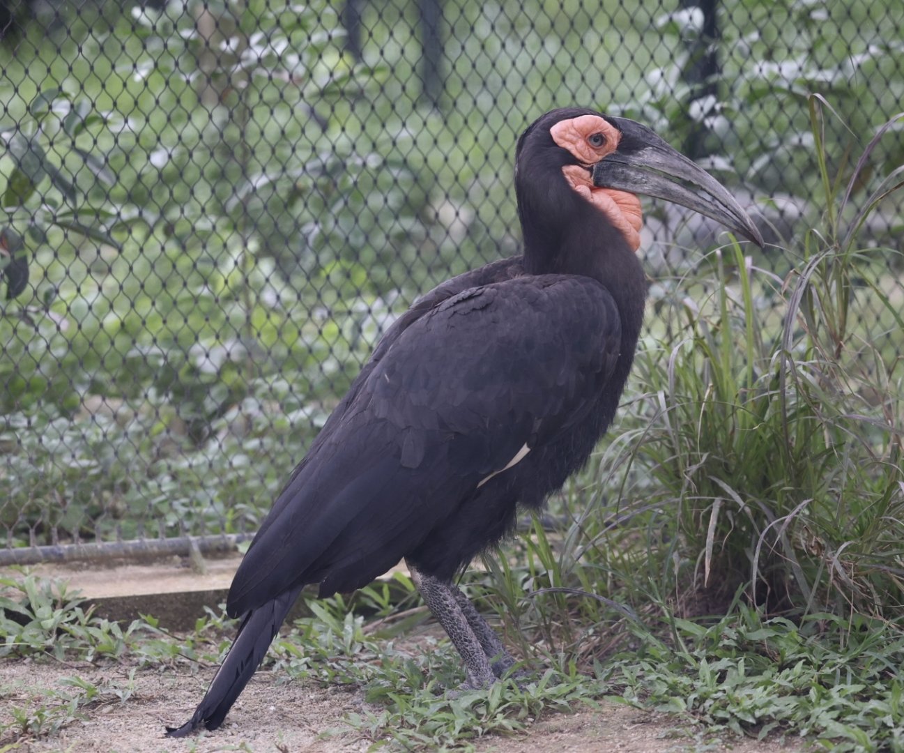Southern Ground Hornbill (Bucorvus leadbeateri)