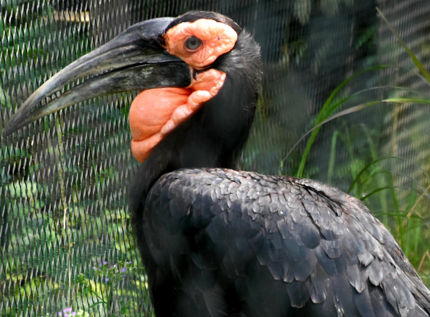 Southern Ground Hornbill (Bucorvus leadbeateri)