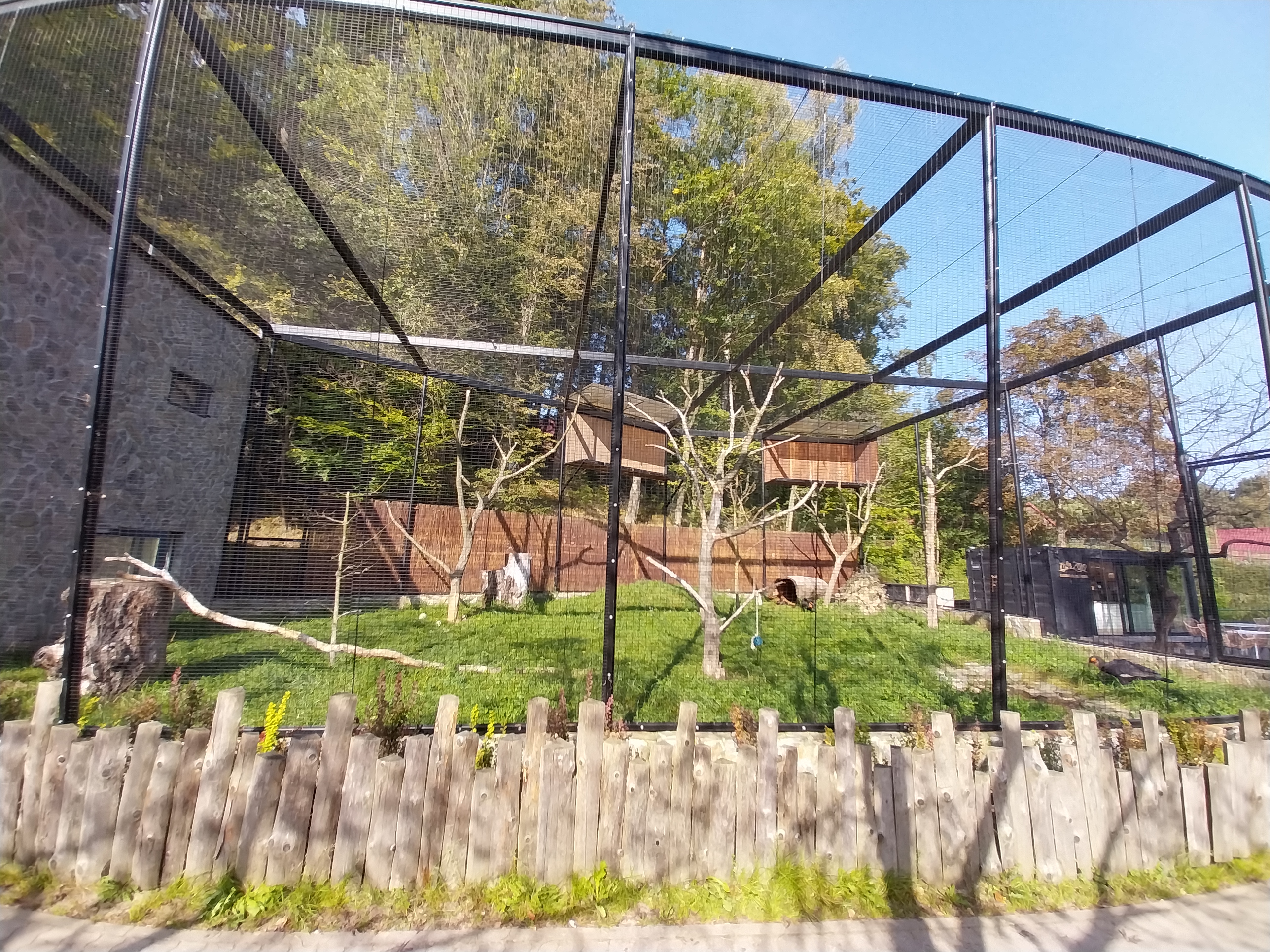 Southern Ground Hornbill (Bucorvus leadbeateri)