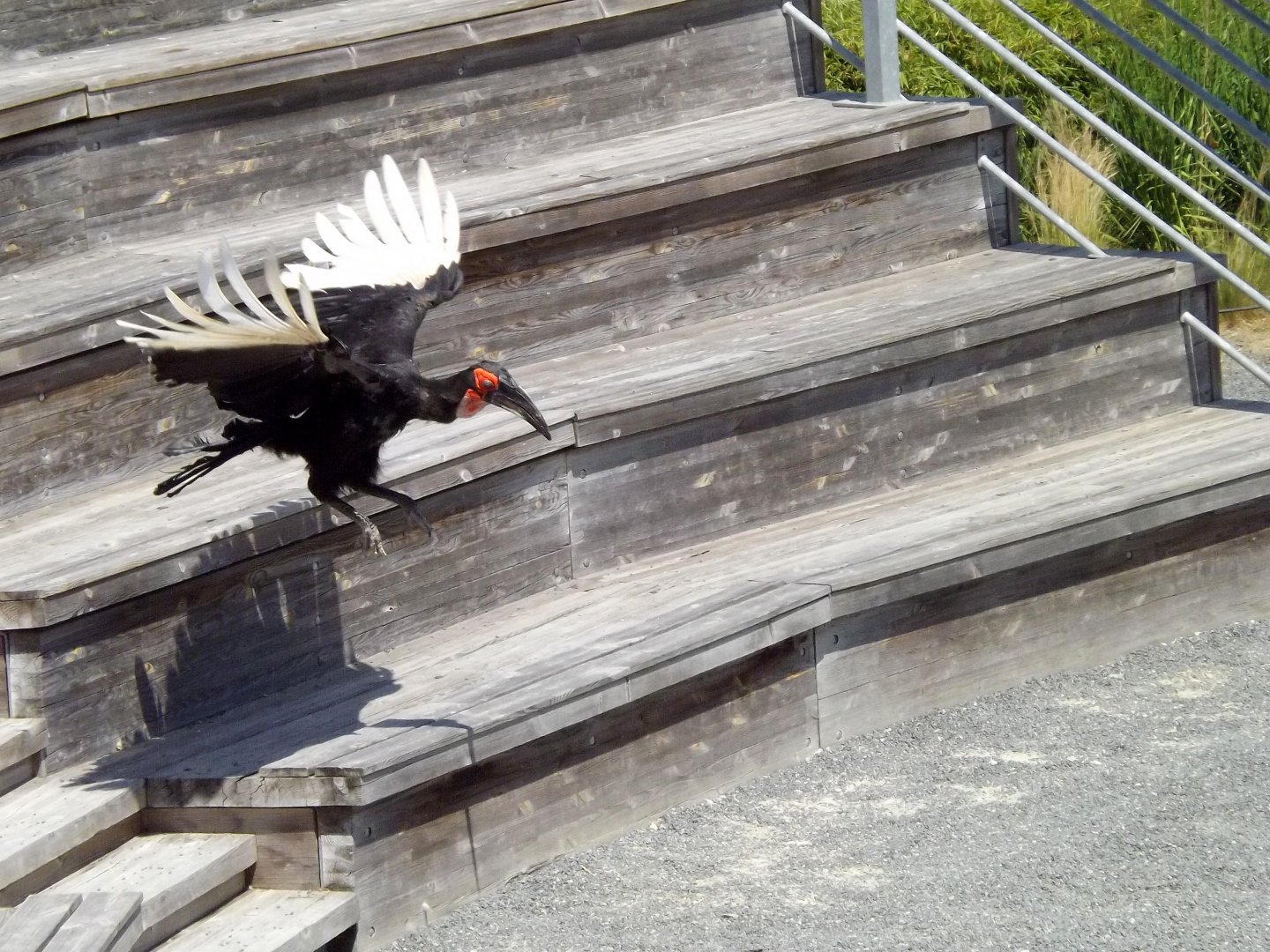 Southern ground hornbill (Bucorvus leadbeateri)