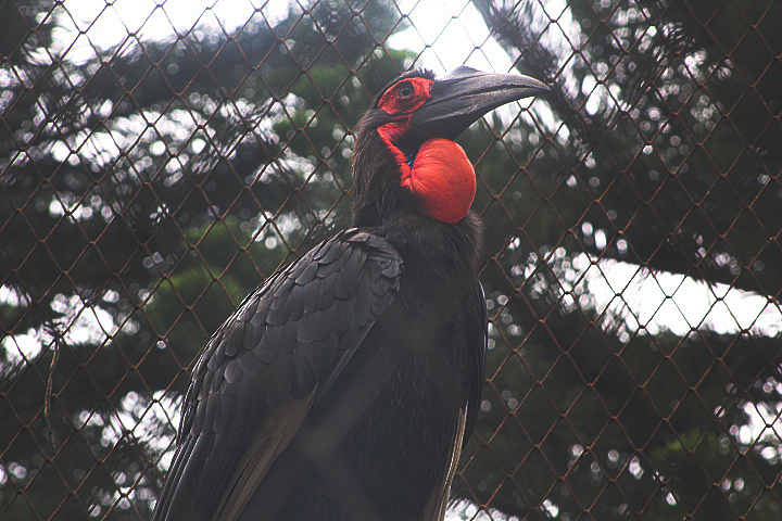 Southern ground hornbill (Bucorvus leadbeateri)