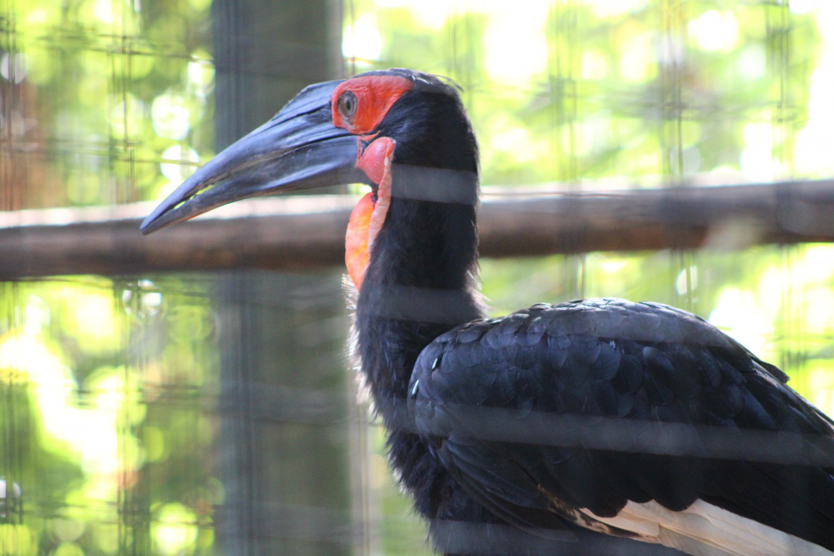 Southern Ground Hornbill (Bucorvus leadbeateri)