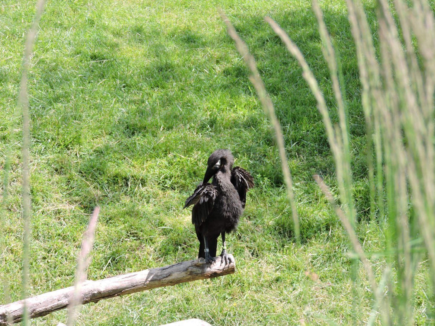 Southern Ground Hornbill Chick
