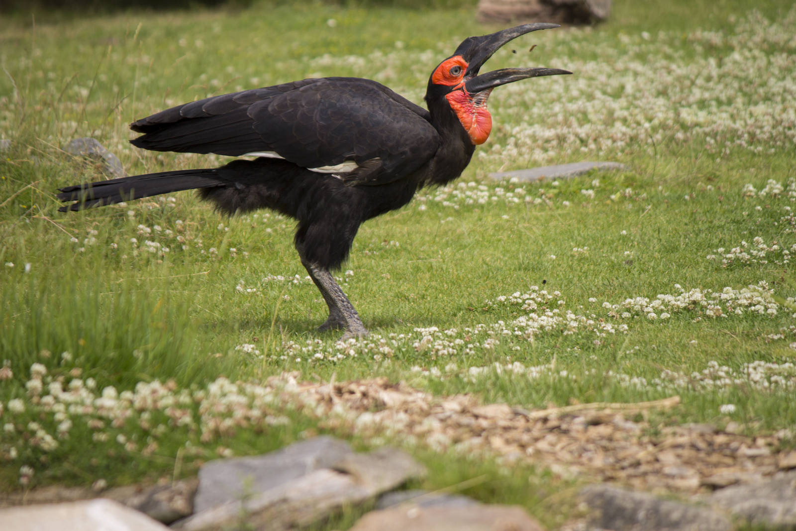 Southern ground hornbill during bird show
