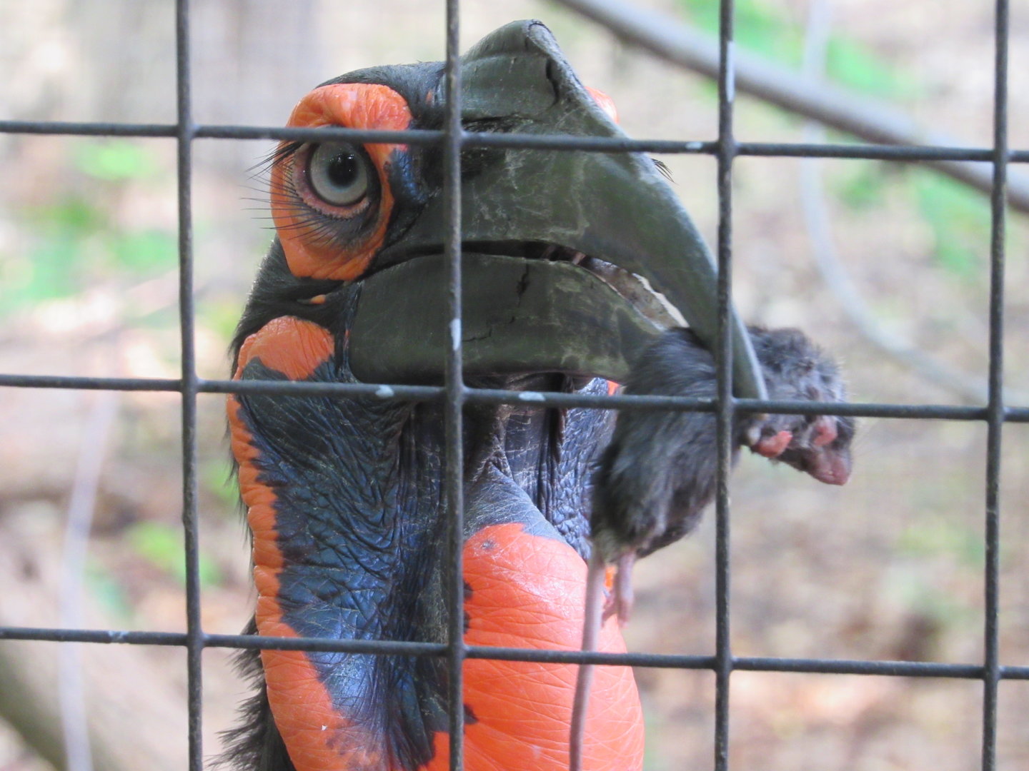 Southern Ground Hornbill Eliza showing off her prize - 5/23/23