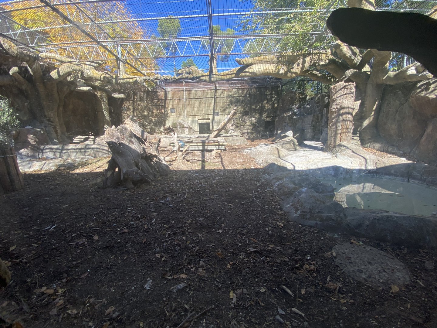 Southern ground hornbill enclosure
