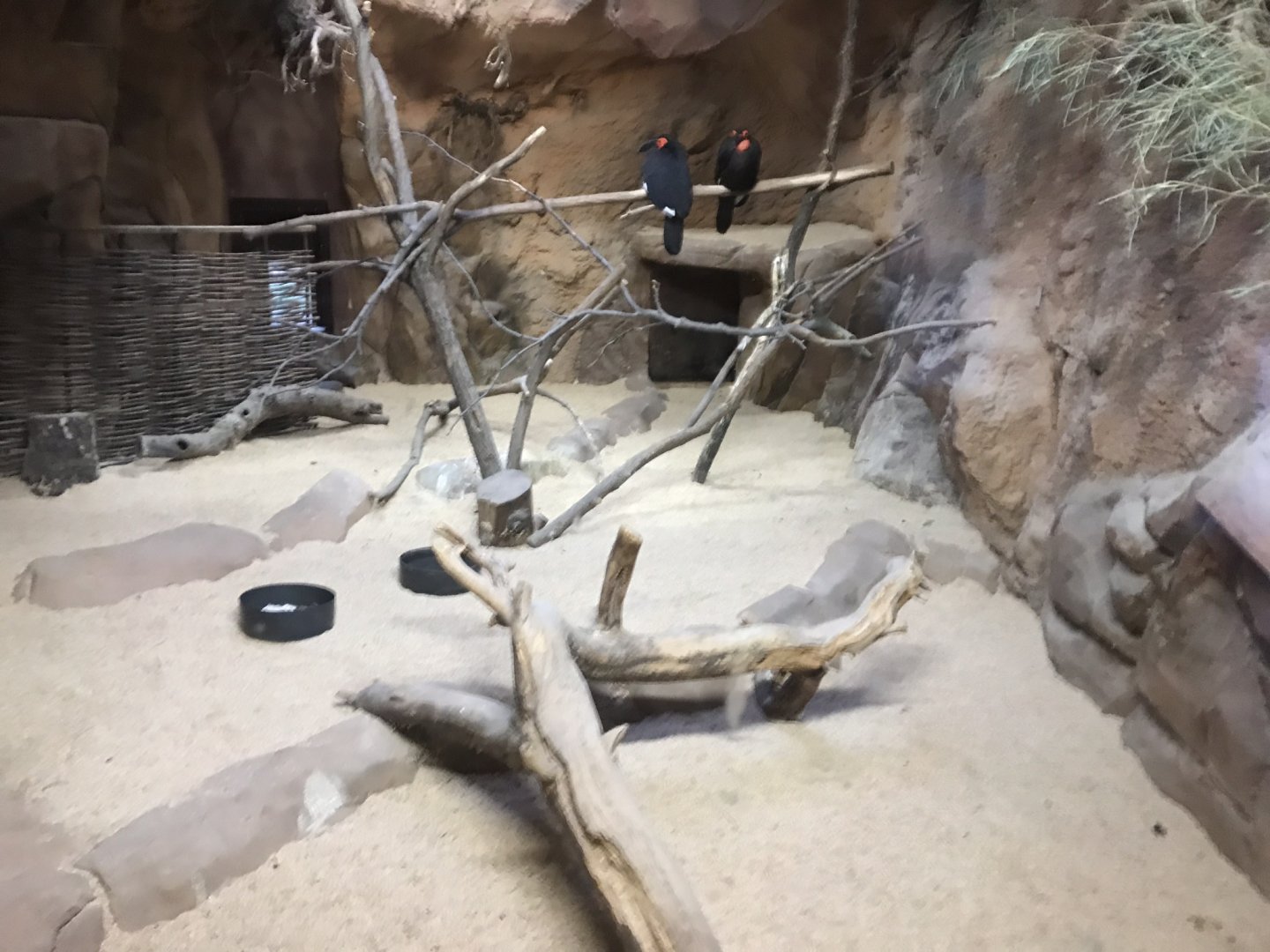 Southern ground hornbill exhibit 280118