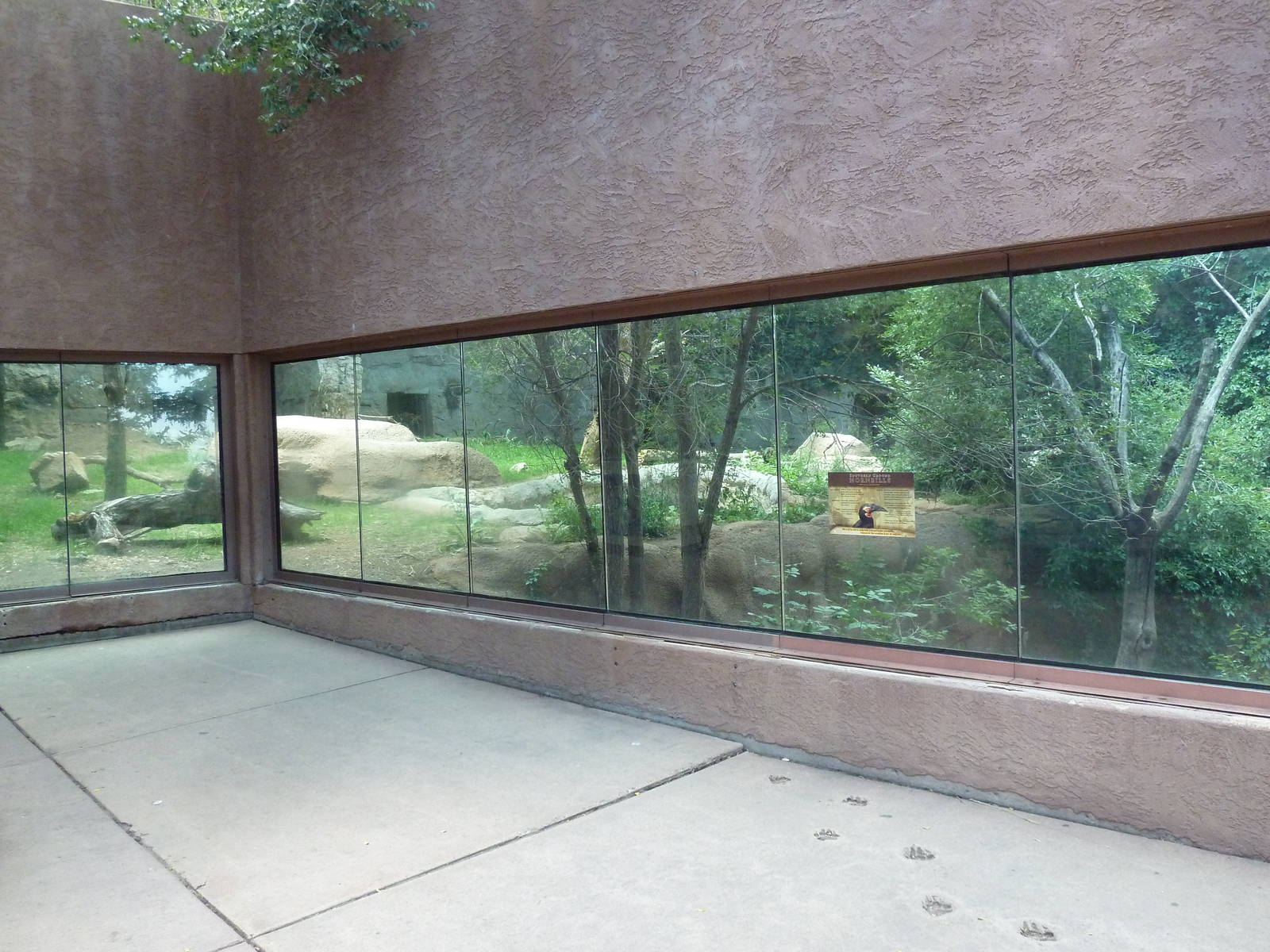 Southern Ground Hornbill Exhibit (former lion enclosure)