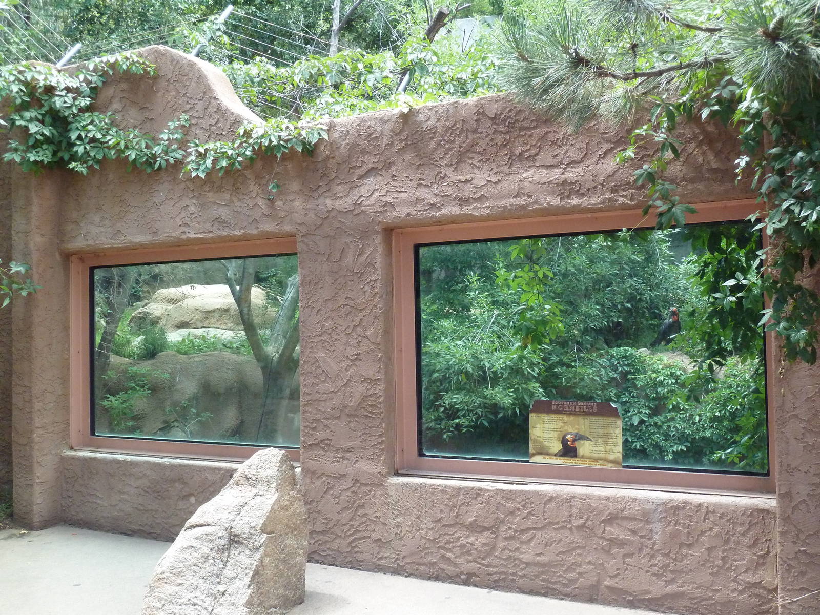 Southern Ground Hornbill Exhibit (old lion enclosure)