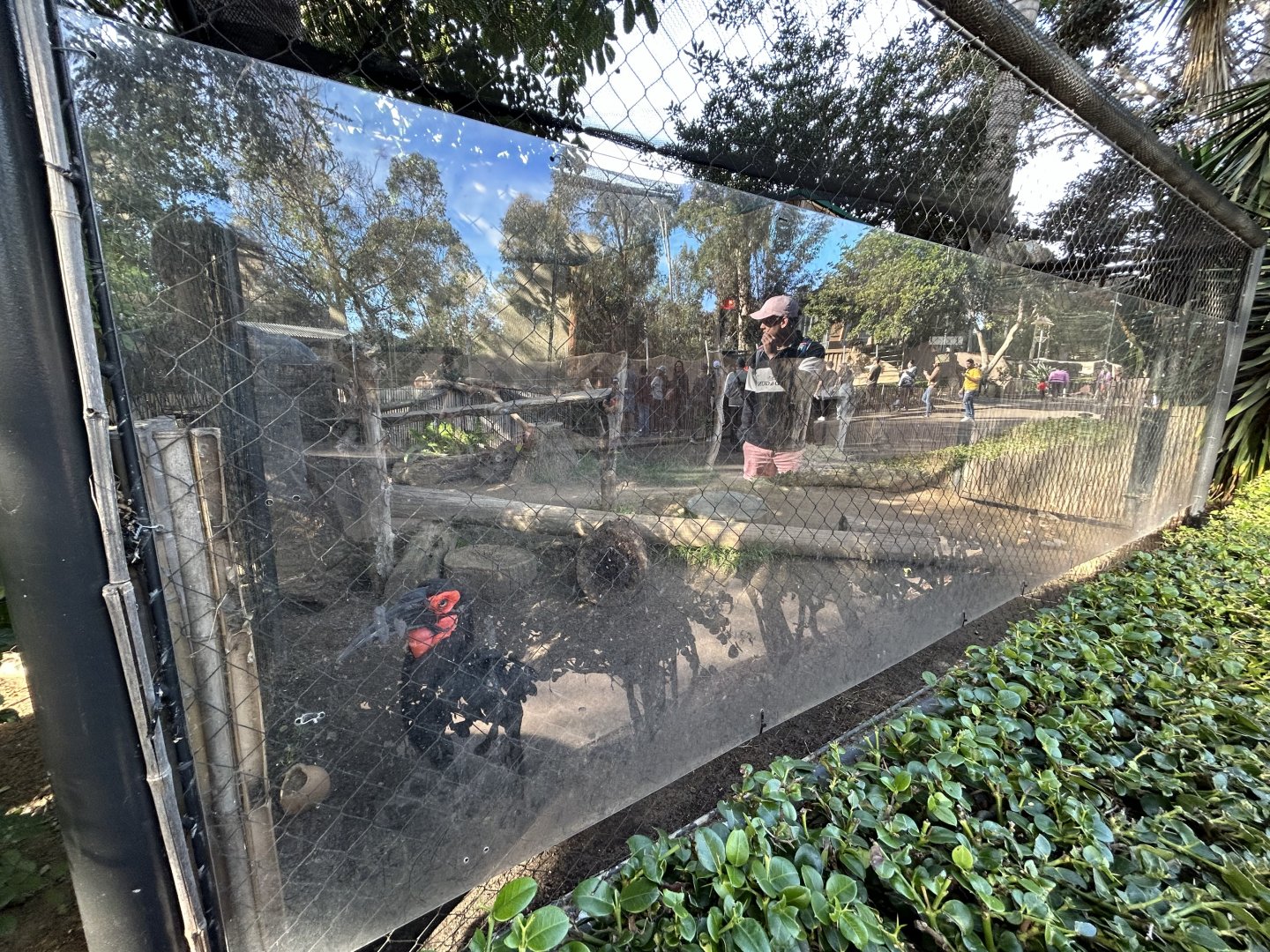 Southern Ground Hornbill Exhibit - Urban Jungle