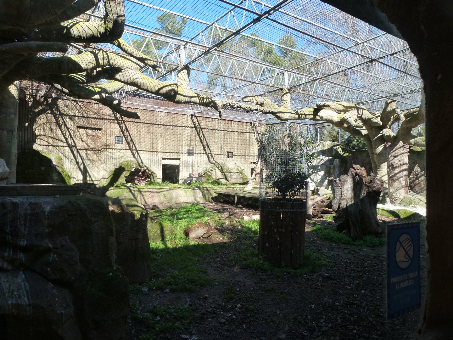 Southern ground hornbill exhibit -Zoo Aquarium de Madrid (2025)