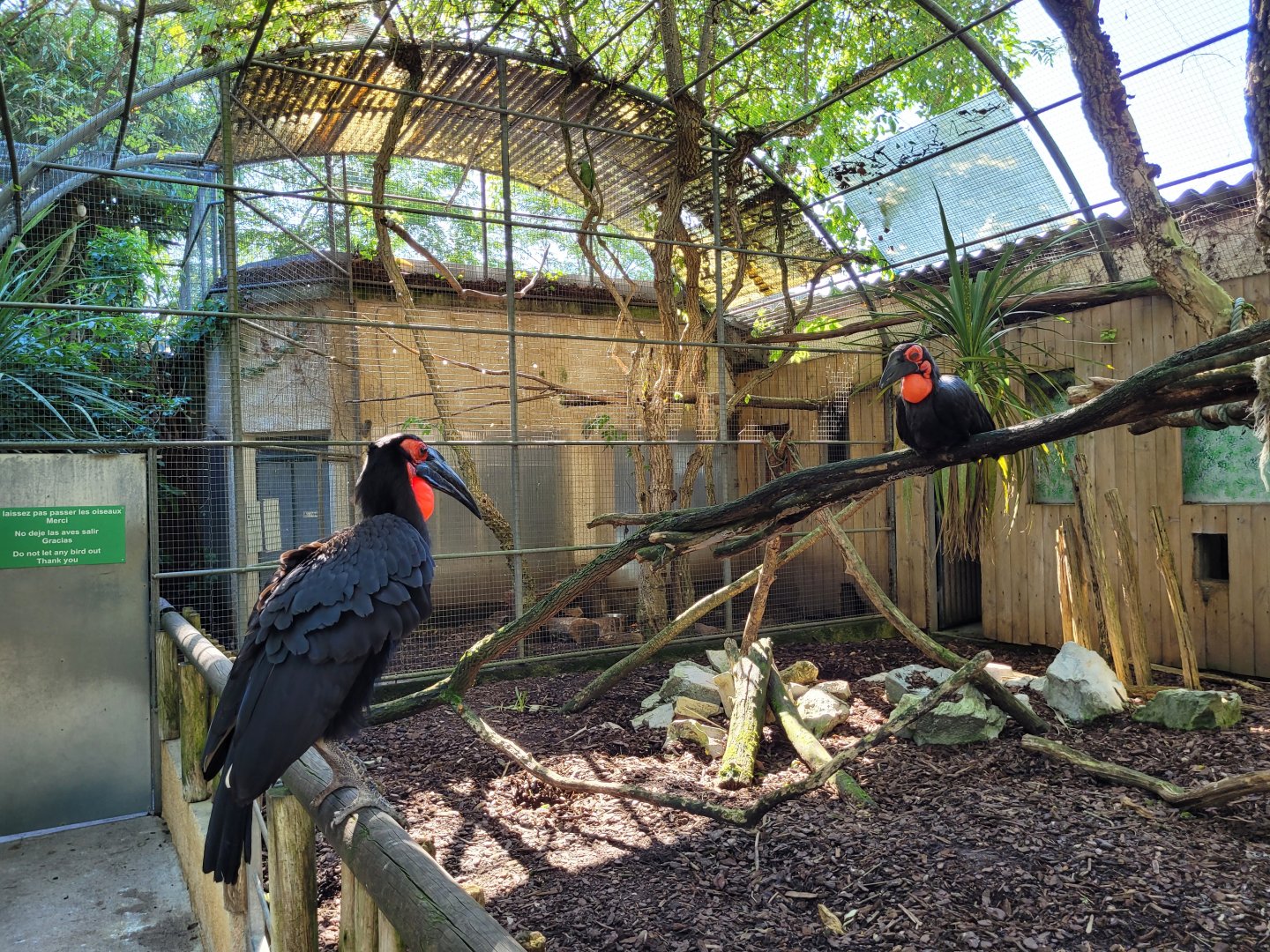 Southern ground hornbill exhibit -Zoo d'Asson (2022)
