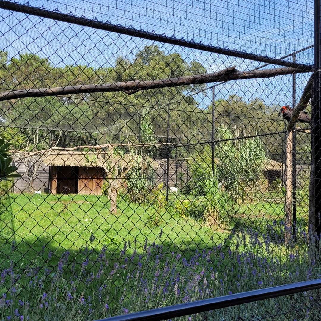 Southern ground hornbill exhibit -Zoo de Labenne (2023)