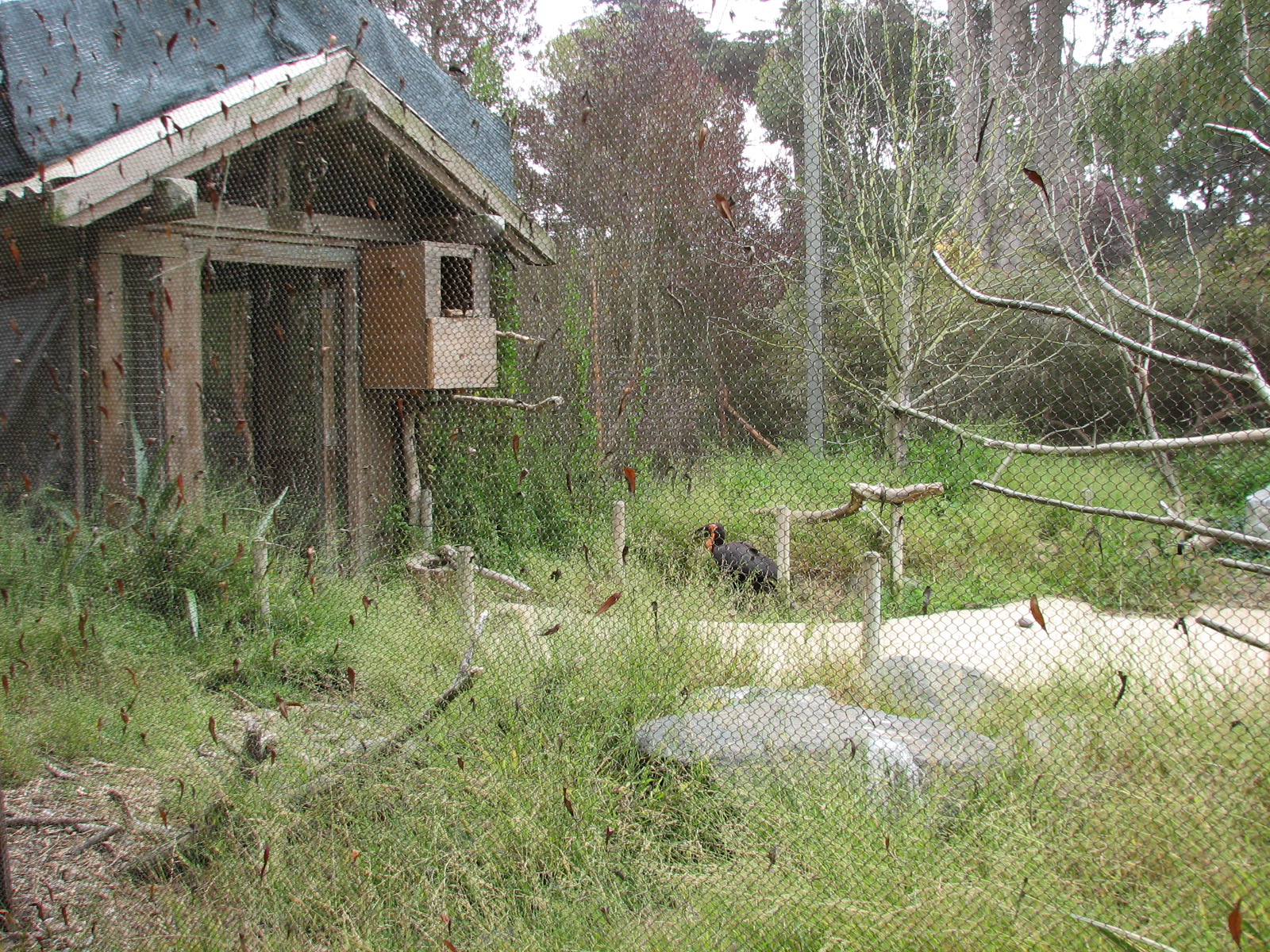 Southern Ground Hornbill Exhibit